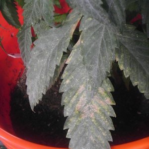 DD leaf issue