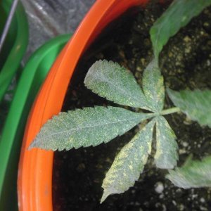 LL leaf issue