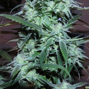 harvest_9_weeks_sunshine_indica_