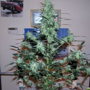 side_view_9_weeks_harvest_sunshine_indica_