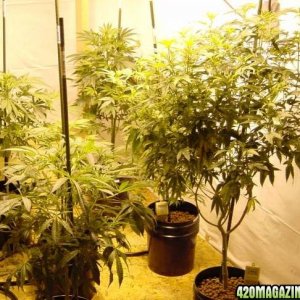 Cannabis plants