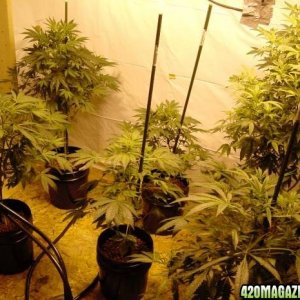 Cannabis plants