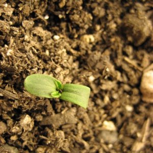 Strawberry Cough day 1