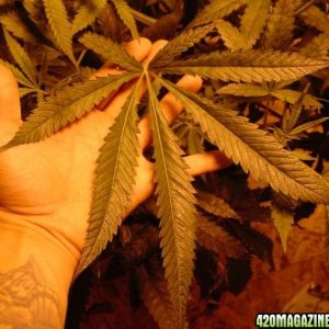 brazilian sativa influence