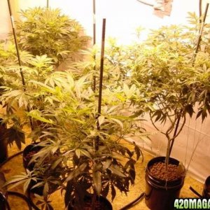 Cannabis plants