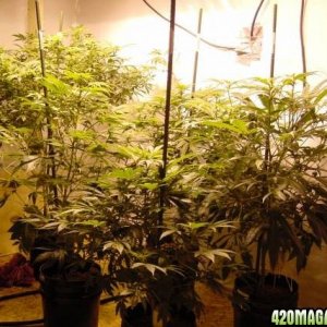 Cannabis plants