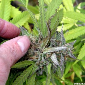 Bud Mold Strikes in CA