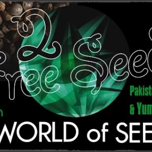 singleseedcentre_2_