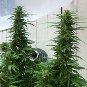 Outdoor White RHino & Tootie Fruity