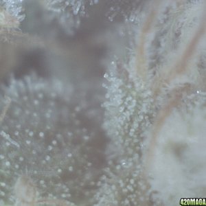 Trichomes, day 43