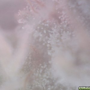 Trichomes, day 43