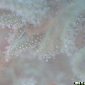 Trichomes, day 43