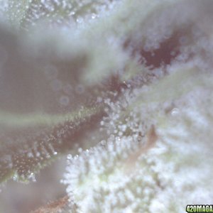 Trichomes, day 43