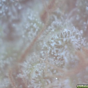 Trichomes, day 43