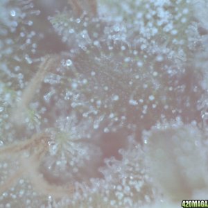 Trichomes, day 43