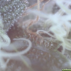 Trichomes, day 43