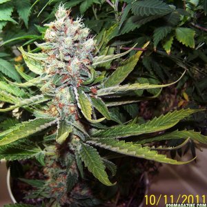 d62frosty