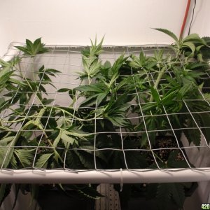 White Fire, Scrog placed 10/1/11