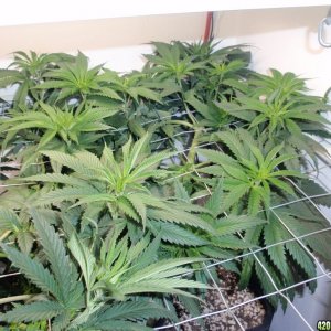 White Fire, first day of flowering 10/10/11