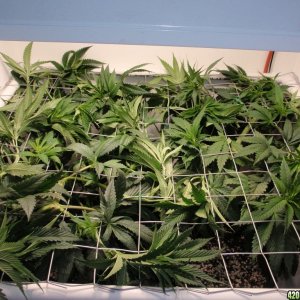 White Fire, first day of flowering 10/10/11, just trained.