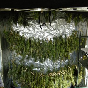 My outdoor harvest drying in growlab