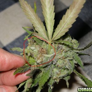 early bud rot