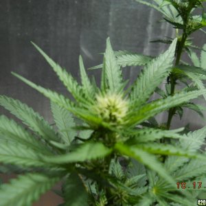 10-17 Wonder Woman bud