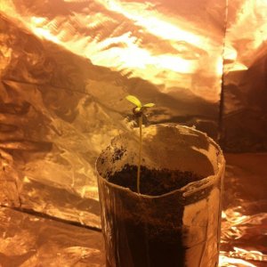 Seedling in Soil