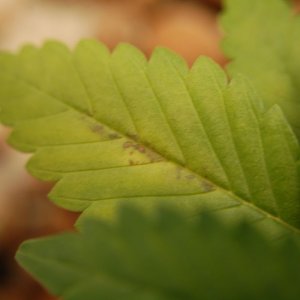 LEAF_IN_MG1