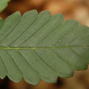 LEAF_IN_FFOF