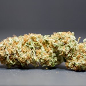 LBH_indoor_buds_01