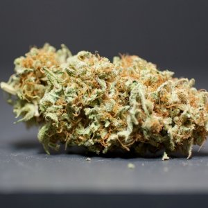 LBH_indoor_buds_02