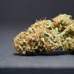 LBH_indoor_buds_03