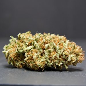 LBH_indoor_buds_04