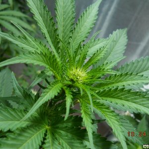 Wonder Woman Clone bud