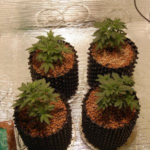 healthy_plants