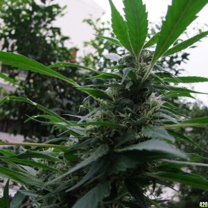 White_Widow_6_2_