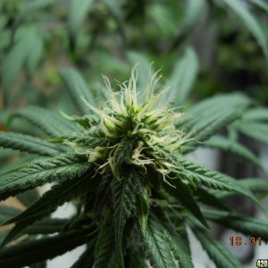 White Widow 10-31-11