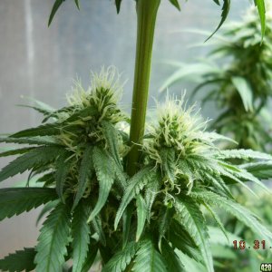 White Widow 10-31-11