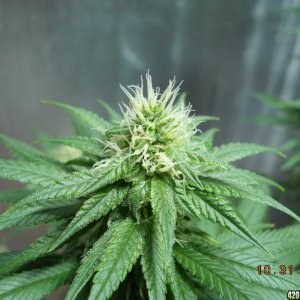 White Widow 10-31-11