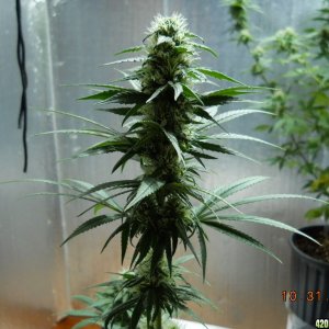 White Widow 10-31-11