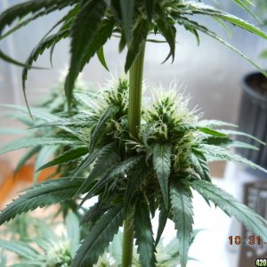 White Widow 10-31-11