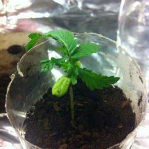 Kush Seedling