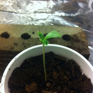 Kush Seedling 2