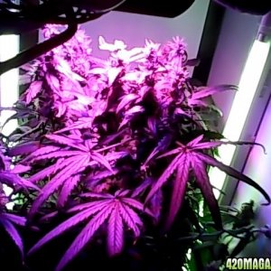 the purps indoor closet!!!!!! Need help i know not a very good pic