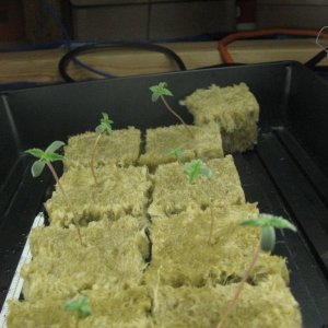 White Russian Seedlings