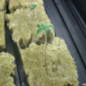 White Russian Seedlings