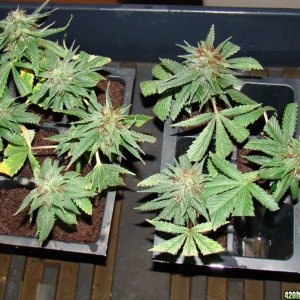 flowering clones