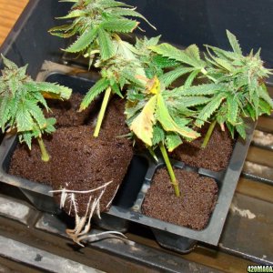 Flowering clones