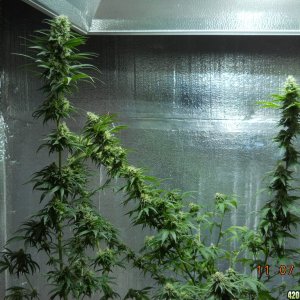 White Widow & Wonder Woman  35 days